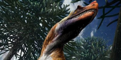 Saltriovenator, è italiano il più antico dinosa...