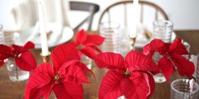 Stelle di Natale, un regalo sempre gradito sott...