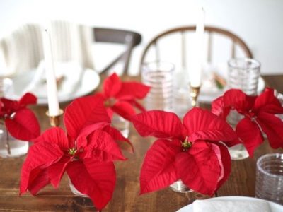 Stelle di Natale, un regalo sempre gradito sotto l’albero