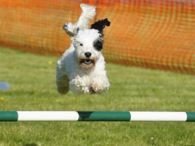 Agility dog, cosa c’è da sapere su questa attività cinofilo-sportiva
