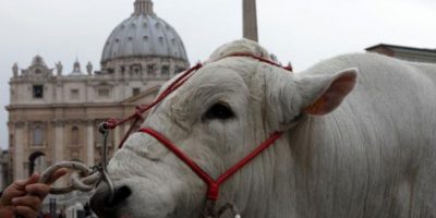 Invasione di animali da cortile in piazza San P...
