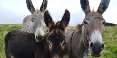 Asini, animali docili e preziosi anche per le p...