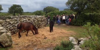 Terreni incolti ai giovani per creare lavoro in...