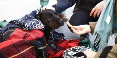 A Roma: clochard ucciso da auto pirata, il cane...