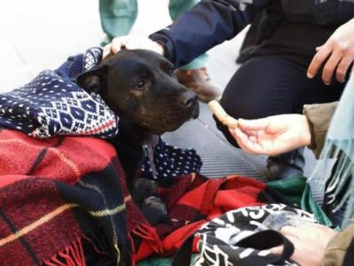 A Roma: clochard ucciso da auto pirata, il cane lo veglia per ore