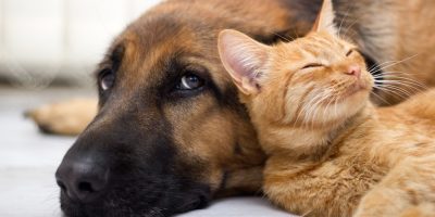 Sterilizzazione di cani e gatti: chi è pro e ch...