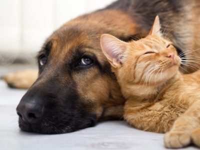 Sterilizzazione di cani e gatti: chi è pro e chi è contro