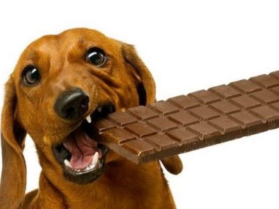 Alimentazione del cane, i cibi che è meglio evitare