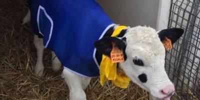 Ondata di freddo, anche per le mucche arriva il...