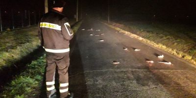 Una misteriosa invasione     di ratti bianchi n...