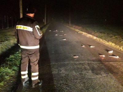 Una misteriosa invasione     di ratti bianchi nel Cesenate