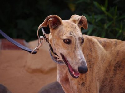 Dalla Spagna all’Italia, come adottare gli splendidi levrieri Galgos