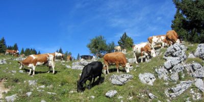 Le montagne si spopolano e  scompaiono milioni ...