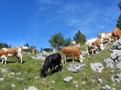 Le montagne si spopolano e  scompaiono milioni di animali da stalla