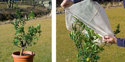 Sul balcone e in giardino proteggiamo le piante...
