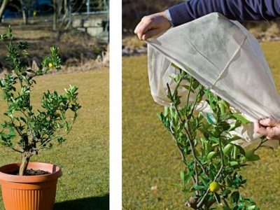 Sul balcone e in giardino proteggiamo le piante dal gelo