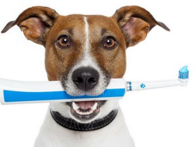 La salute dentale del cane, tutto quello che c’è da sapere