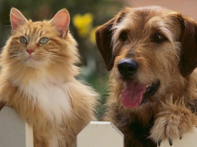 Tutto quello che c’è da sapere quando il nostro amico a 4 zampe ci lascia