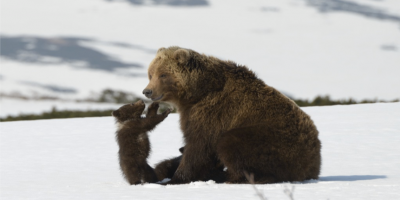 La natura trova il sostegno di Cinemambiente e ...