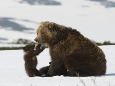 La natura trova il sostegno di Cinemambiente e Arpa Piemonte