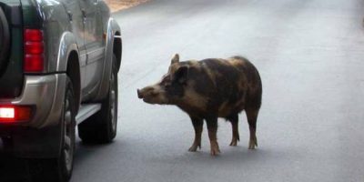Cinghiali, l’Emilia in prima fila per sco...