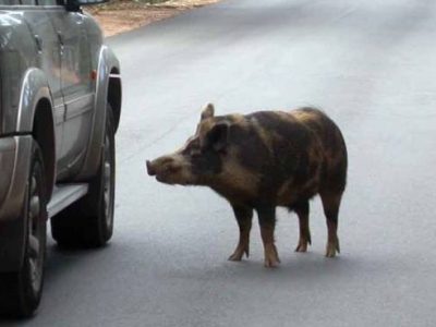 Cinghiali, l’Emilia in prima fila per scongiurare incidenti