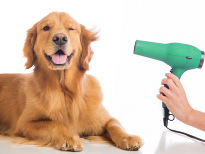 La toelettatura di cani e gatti, l’importanza di un manto pulito e ordinato