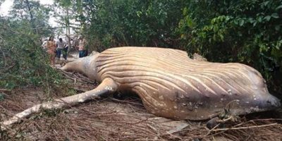Mistero in Brasile: ritrovata balena in un̵...