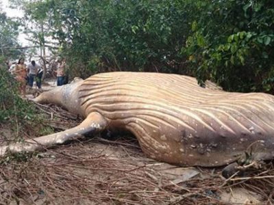 Mistero in Brasile: ritrovata balena in un’area boschiva