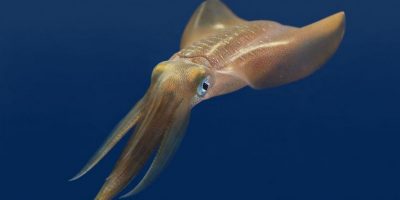 Gli abiti del futuro potrebbero essere figli de...