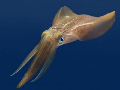 Gli abiti del futuro potrebbero essere figli dei calamari