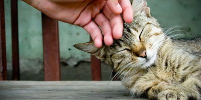 Ron Ron Therapy, le fusa del gatto contro ansia...