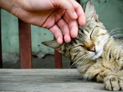 Ron Ron Therapy, le fusa del gatto contro ansia e depressione