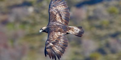 Gola del Furlo, coppia di aquile reali nidifica...