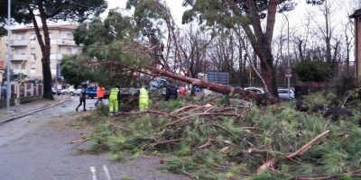 Verde pubblico, poca e improvvisata manutenzion...