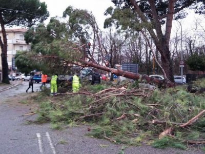 Verde pubblico, poca e improvvisata manutenzione: la denuncia di Coldiretti