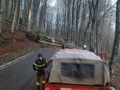 Il vento abbatte alberi sul monte Amiata. Danni in tutta la zona