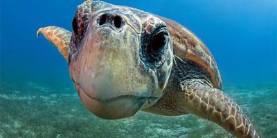 Rimini, salvata un’altra tartaruga dalla ...