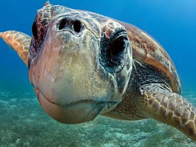 Rimini, salvata un’altra tartaruga dalla Fondazione Cetacea