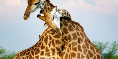 San Valentino ama gli animali: aiutiamolo a sal...