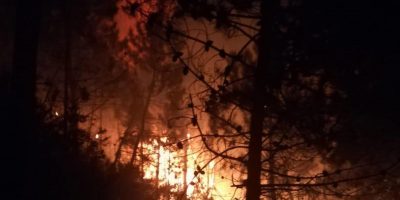 Nel 2019 centinaia di ettari  di boschi andati ...