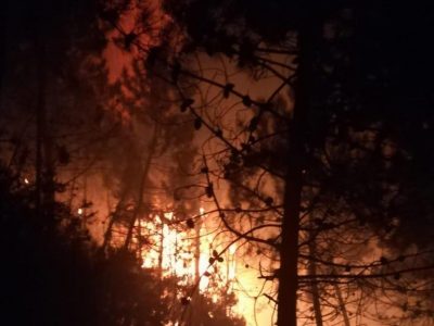 Nel 2019 centinaia di ettari  di boschi andati in fiamme