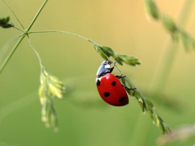 Rischia l’estinzione la popolazione mondiale degli insetti