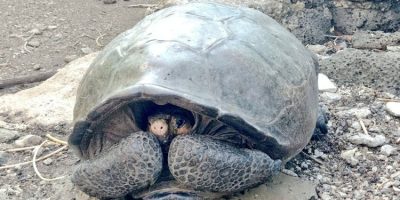 Galapagos, ritrovata una tartaruga gigante cred...