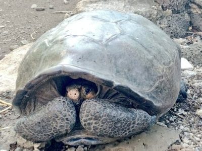 Galapagos, ritrovata una tartaruga gigante creduta estinta