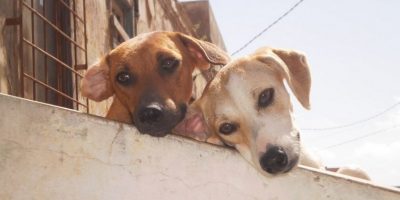 Adozione di un cane o di un gatto: cosa c’è da ...