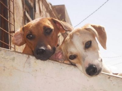 Adozione di un cane o di un gatto: cosa c’è da sapere