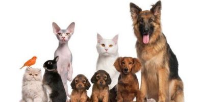 A Treviso, arriva l’assistente sociale anche pe...