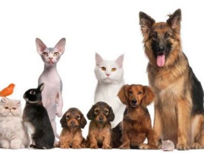 A Treviso, arriva l’assistente sociale anche per cani e gatti
