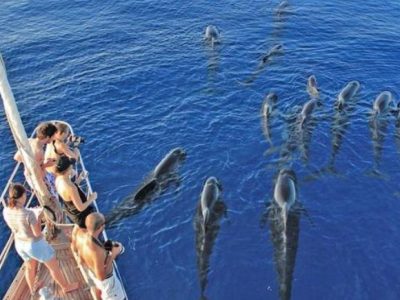 La Liguria lancia una nuova professione: avvistatore di cetacei